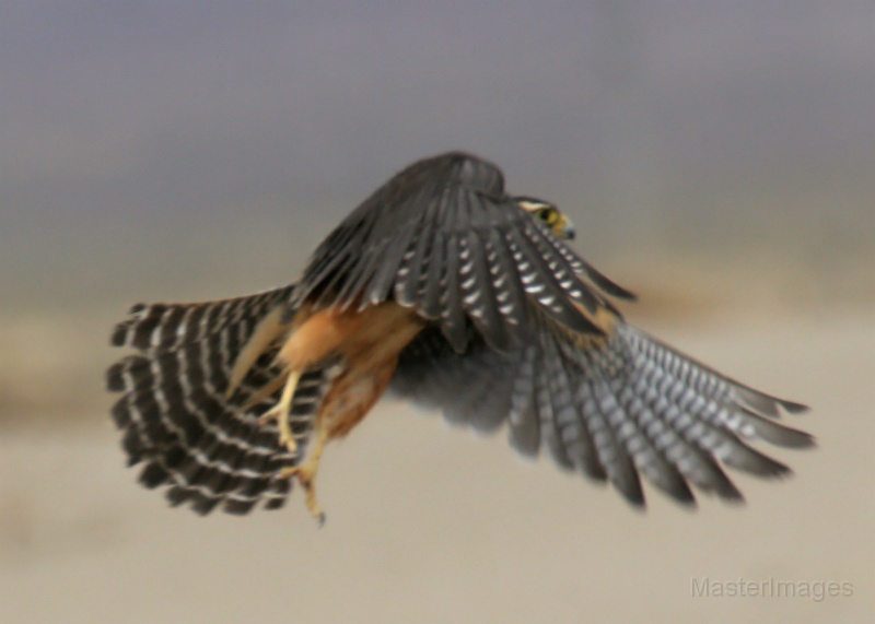 IMG_8960c.jpg - Aplomado Falcon (Falco femoralis)